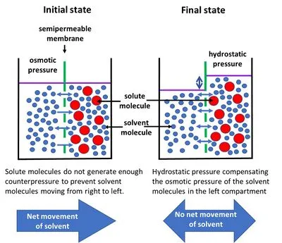 Osmotic pressure and hydrostatic pressure equilibrium