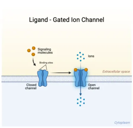Ligand-gated ion channel opening