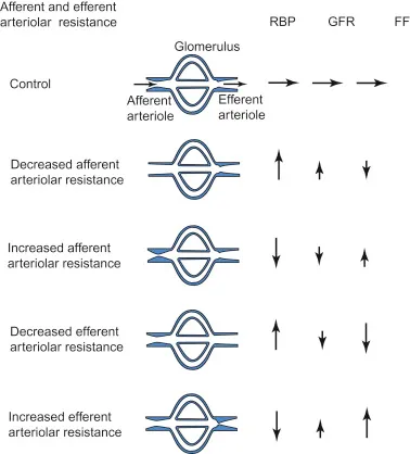 Arteriolar resistance effects on GFR, RBF, and FF