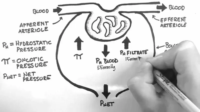 Starling forces in the glomerulus