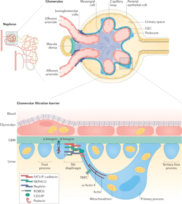Glomerular Filtration Barrier Components