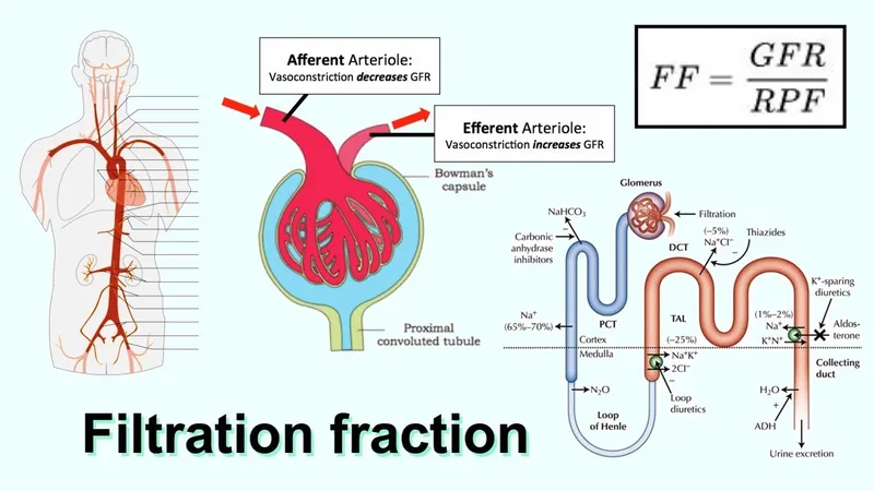Filtration Fraction Formula and Glomerular Filtration