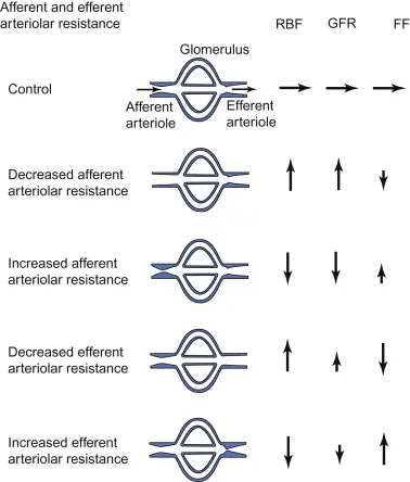 Afferent & Efferent Arteriole Resistance Effects on GFR & FF