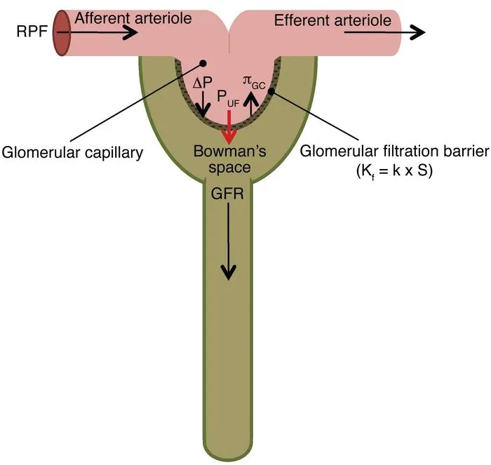 Glomerular Filtration and Starling Forces