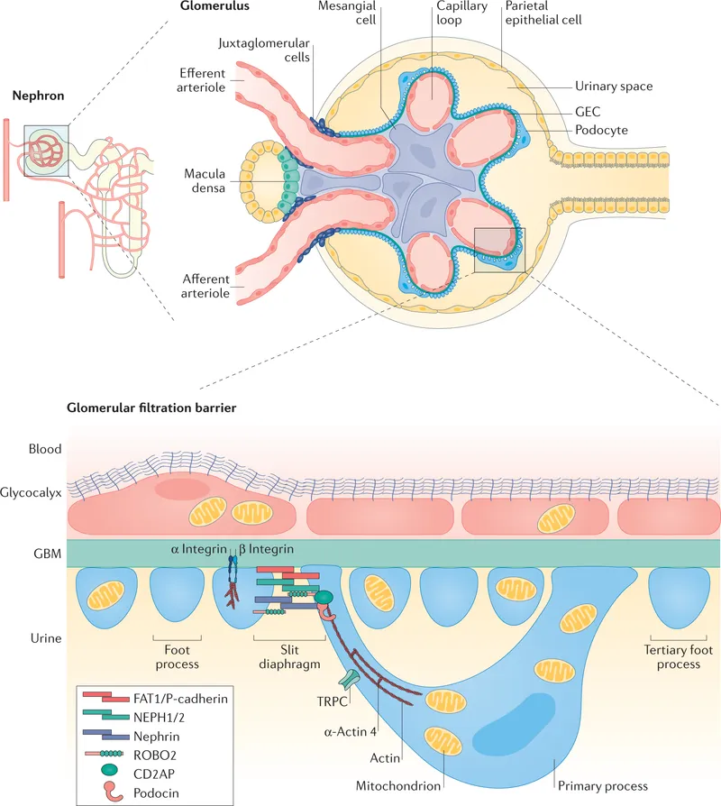 Glomerular structure and filtration barrier