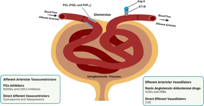 Hormonal influences on glomerular filtration