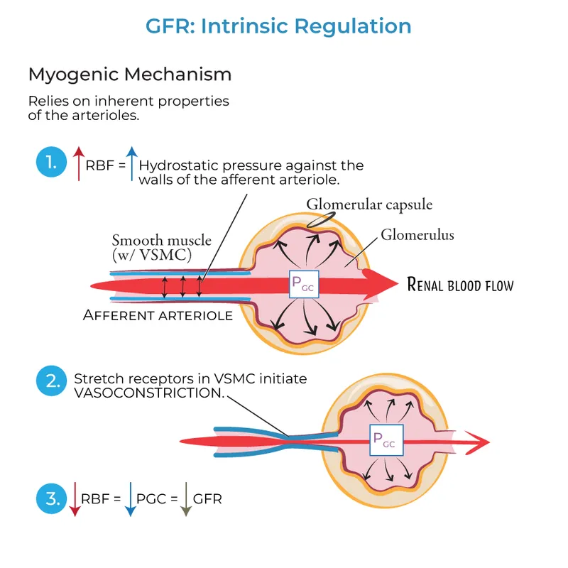 Myogenic autoregulation of GFR in afferent arteriole