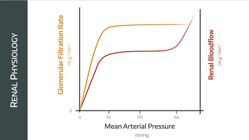Renal Blood Flow and GFR Autoregulation