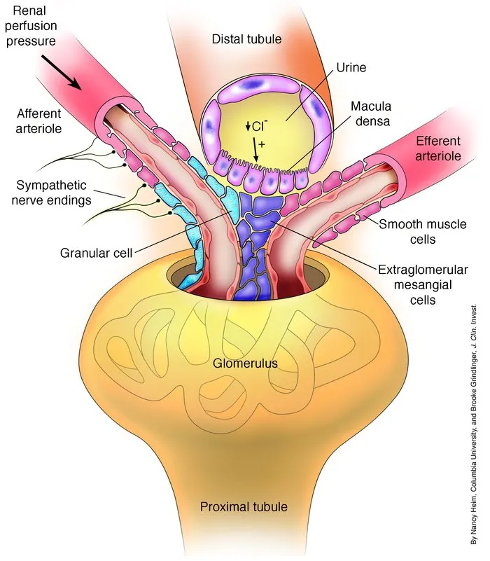 Juxtaglomerular Apparatus Anatomy