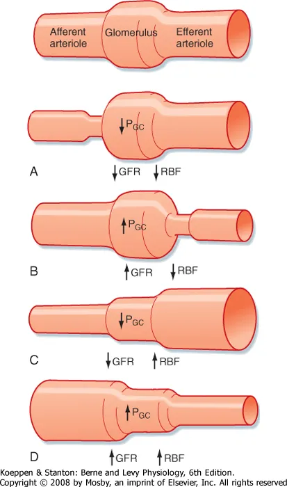 Effects of afferent/efferent arteriole changes on GFR/RBF