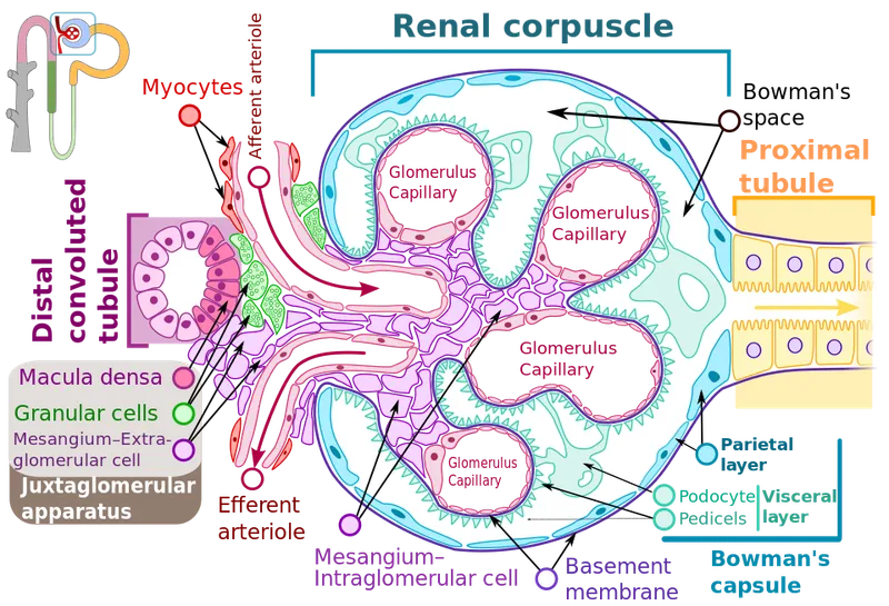 Juxtaglomerular Apparatus and Renal Corpuscle Diagram