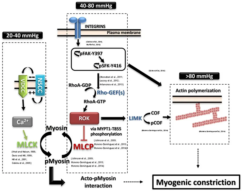 Myogenic constriction mechanisms at varying pressures