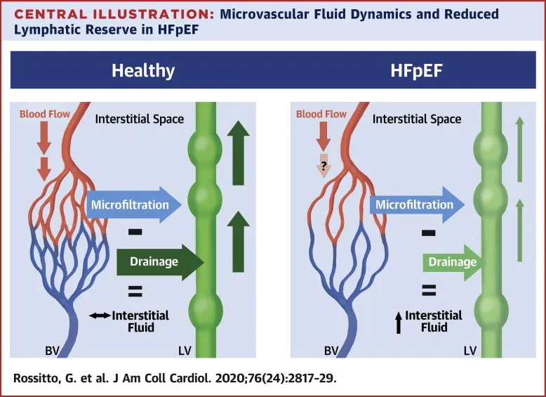 Microvascular fluid dynamics in healthy vs. HFpEF states