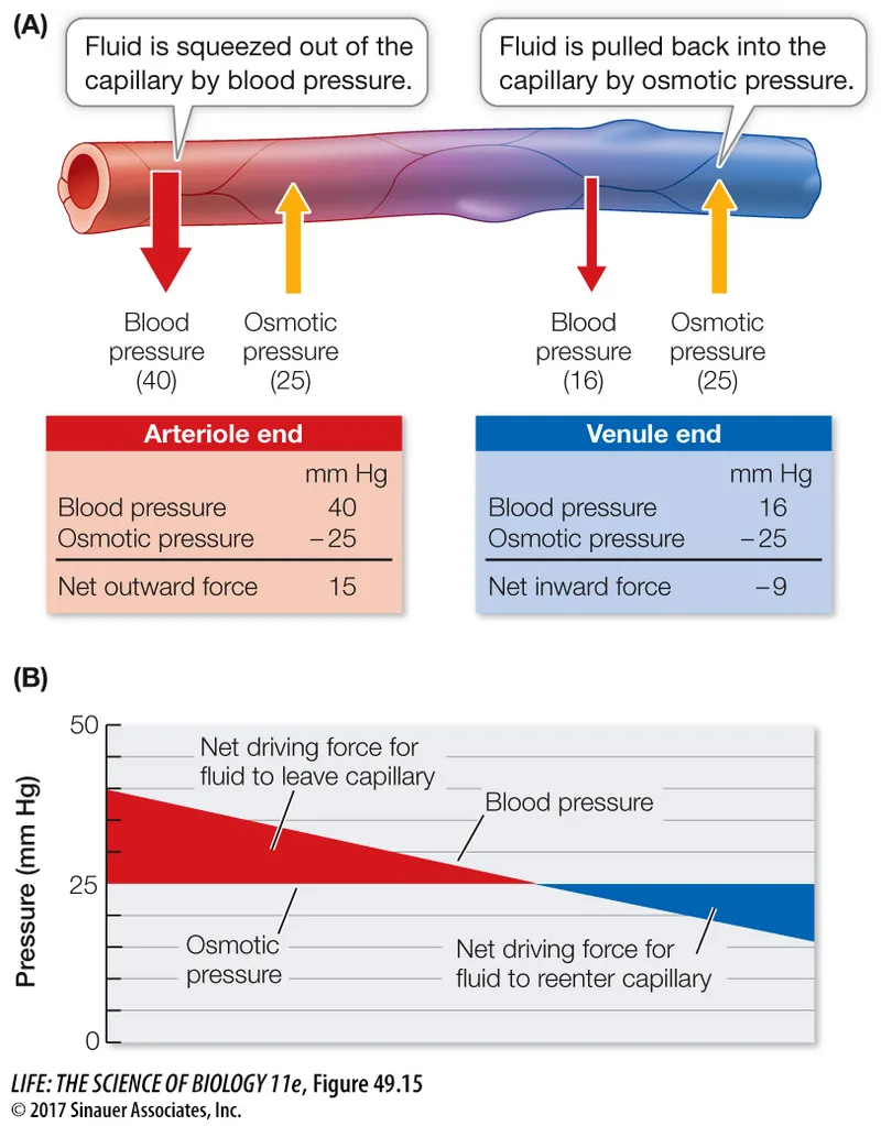 Starling forces and fluid exchange across capillary wall