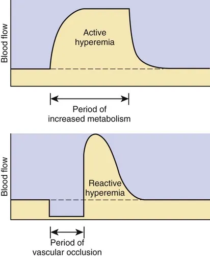 Active vs. Reactive Hyperemia Blood Flow Changes