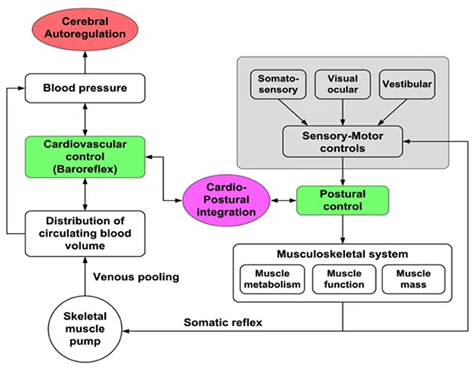 Integrated control of orthostatic hemodynamics and posture