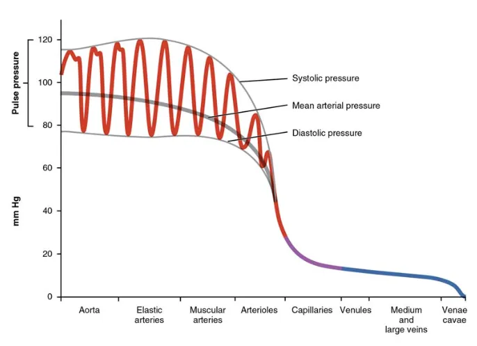 Pressure changes across systemic circulation