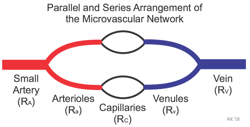 Parallel and Series Microvascular Network