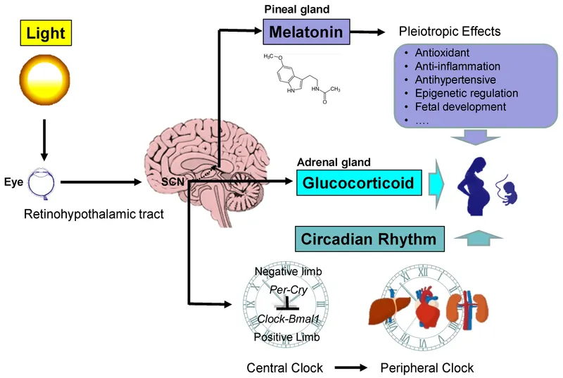 SCN regulation of melatonin and glucocorticoid secretion