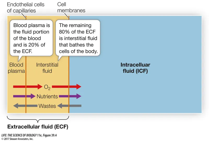 ECF and ICF composition and exchange