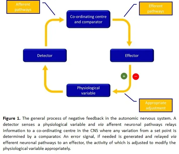 Negative feedback in autonomic nervous system