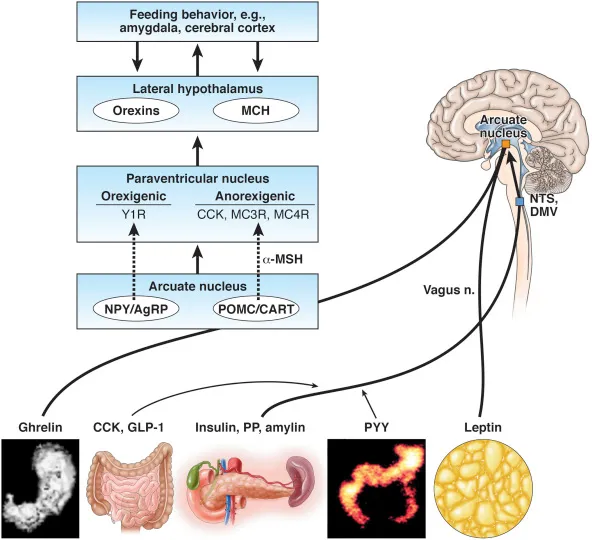 Endocrine regulation of appetite