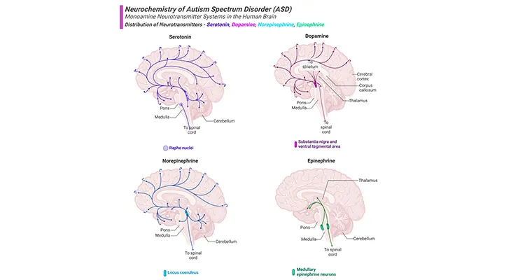 Monoamine Neurotransmitter Systems in the Human Brain