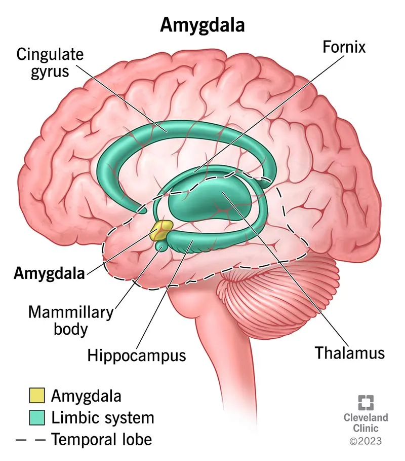 Amygdala and Limbic System Diagram