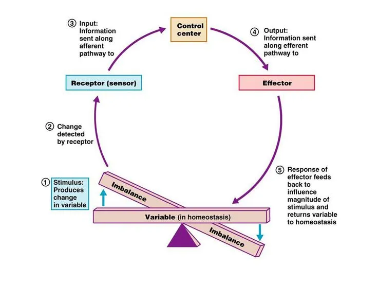 Homeostatic Feedback Loop Diagram