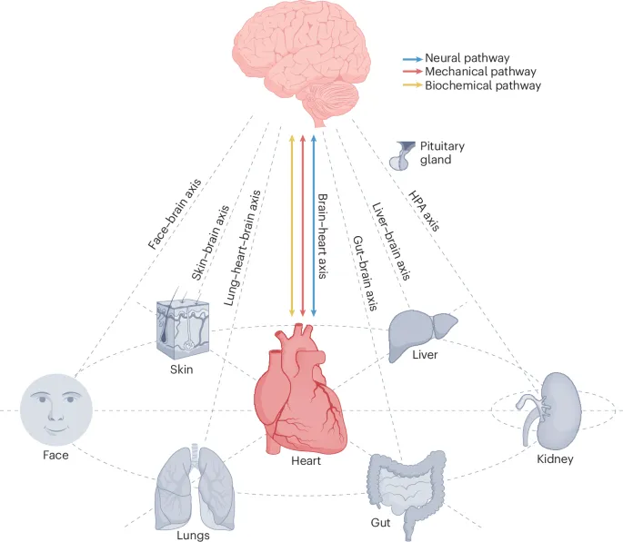Interconnected Human Body Systems and Brain Axes