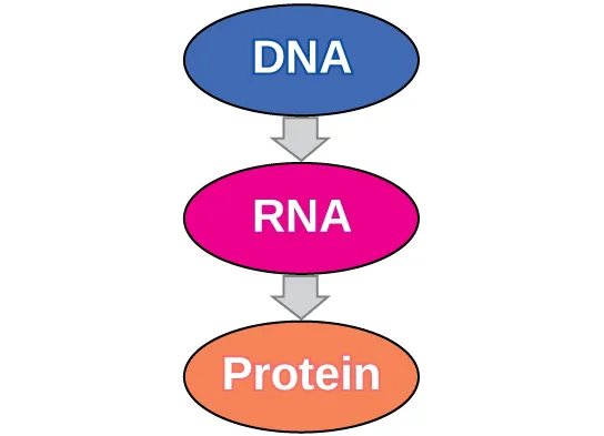 Central Dogma of Molecular Biology simplified diagram