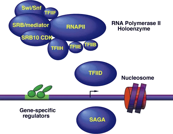 Eukaryotic transcription initiation complex