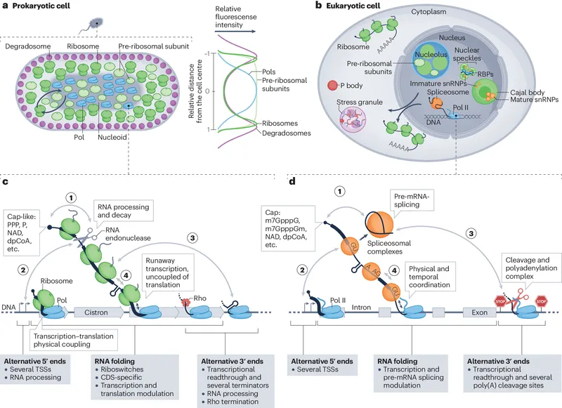 Eukaryotic Gene Expression and Regulation