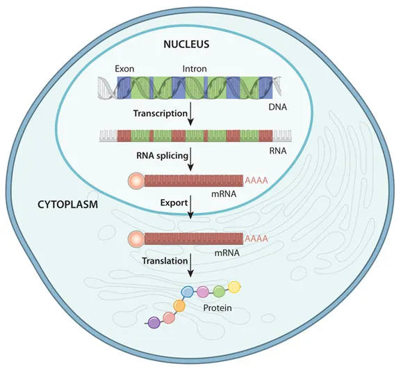 Eukaryotic RNA processing and translation