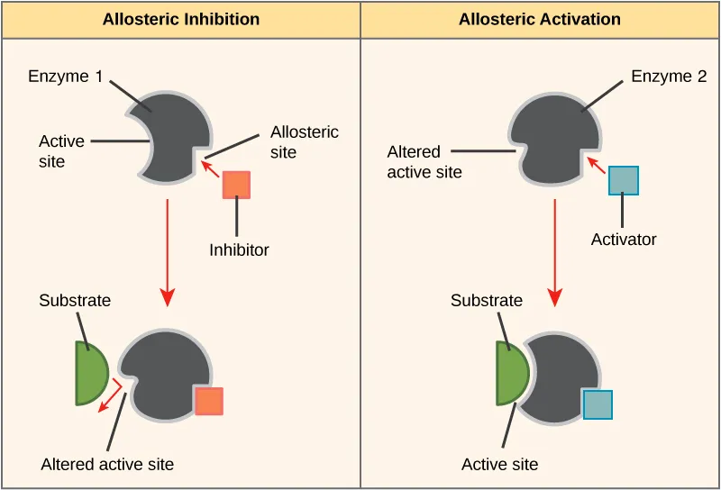Allosteric Inhibition and Activation Diagram
