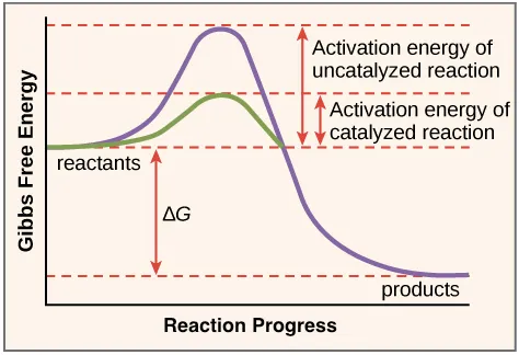 Energy profile: catalyzed vs uncatalyzed reaction