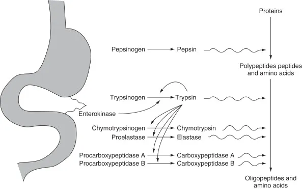 Zymogen activation in protein digestion