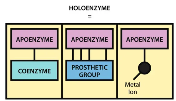 Holoenzyme structure: apoenzyme plus cofactor types