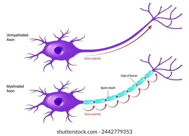 Saltatory vs. Continuous Conduction