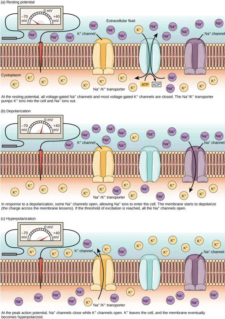 Resting, Depolarization, and Hyperpolarization