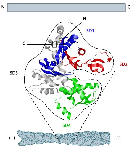 Myosin V and actin filament interaction