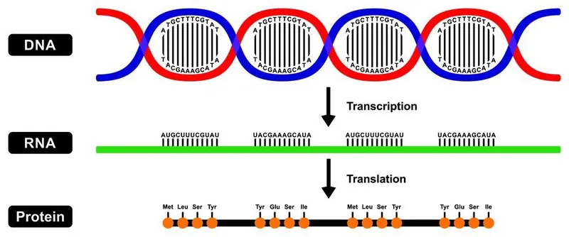 Central Dogma of Molecular Biology