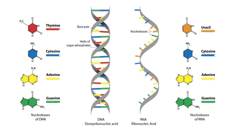 DNA vs RNA structure and bases
