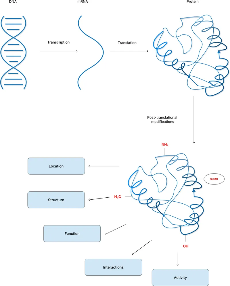 PTMs and protein function