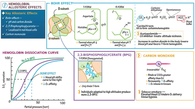 Hemoglobin Allosteric Effects: Bohr, 2,3-BPG, CO