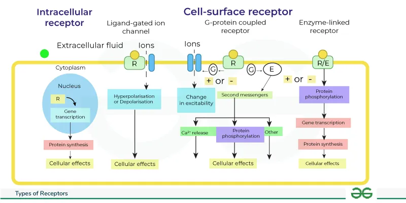 Major cell receptor types and signaling pathways