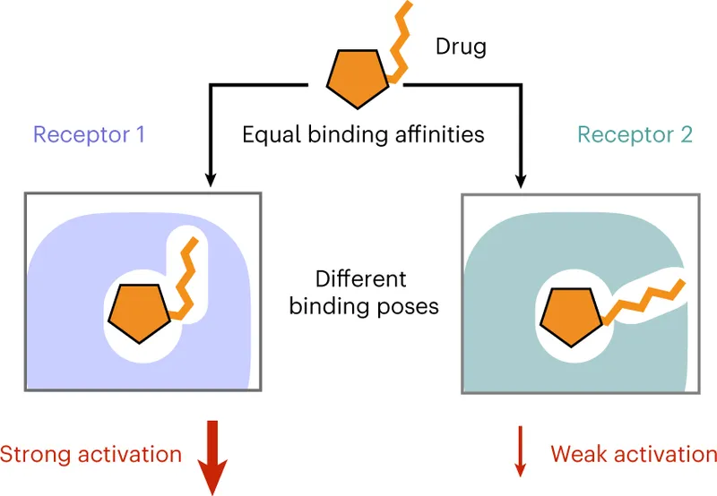 Drug binding poses and receptor activation