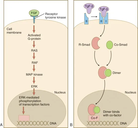 FGF and TGF-beta signal transduction pathways