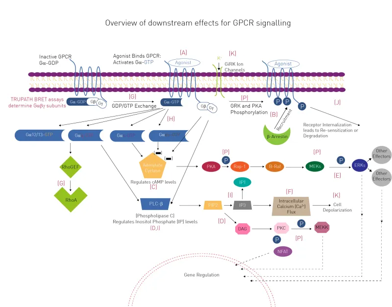 GPCR Signaling Pathway Overview