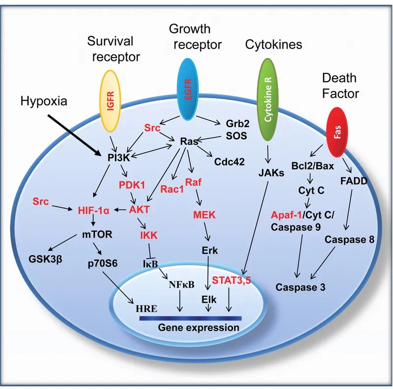 Key signal transduction pathways schematic